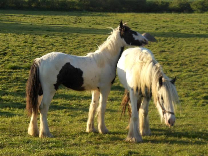 Irish Cob Arwen Irish Aloud billede 10