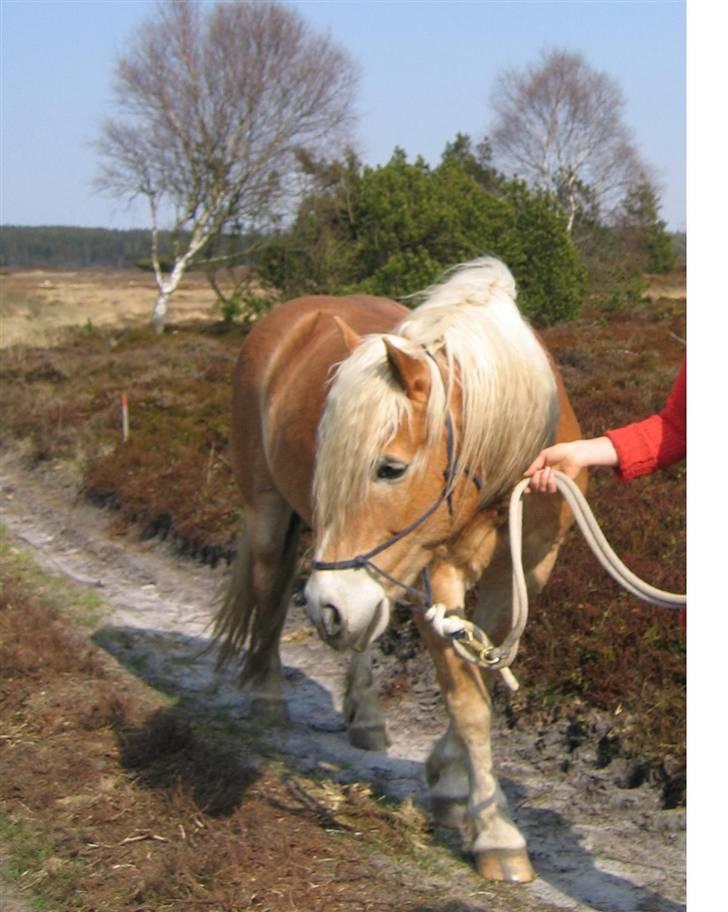 Tyroler Haflinger Alladin billede 10