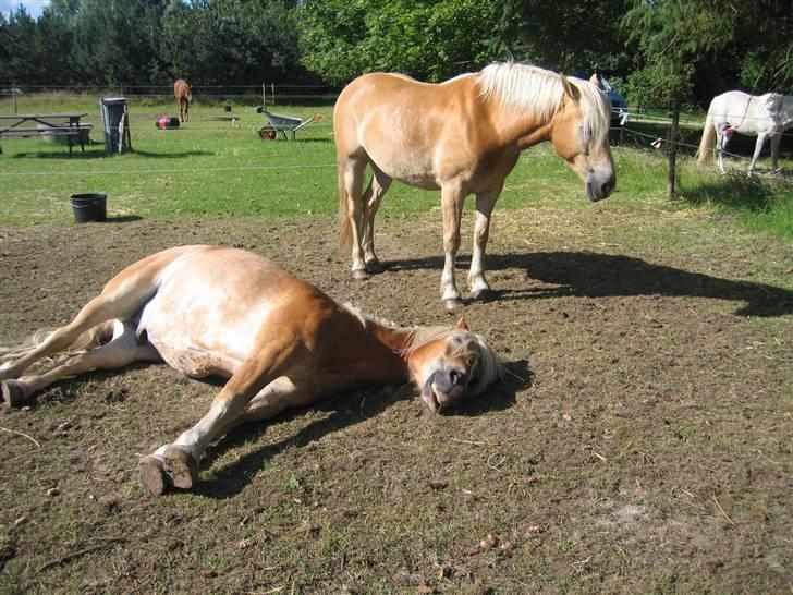 Tyroler Haflinger Alladin billede 11