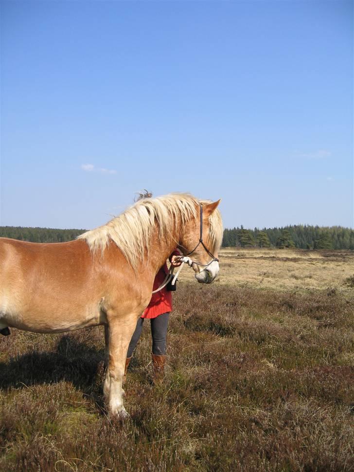 Tyroler Haflinger Alladin billede 12