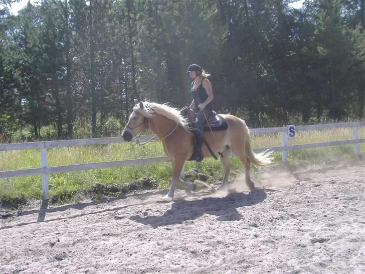 Tyroler Haflinger Alladin billede 13