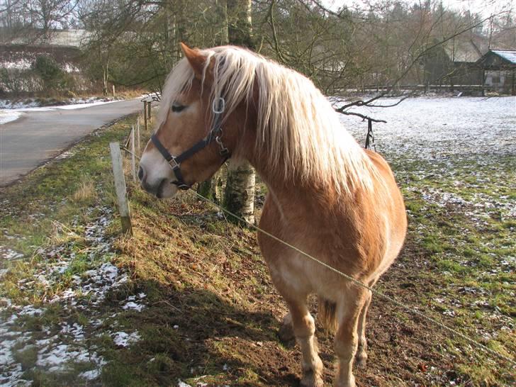 Tyroler Haflinger Alladin billede 15
