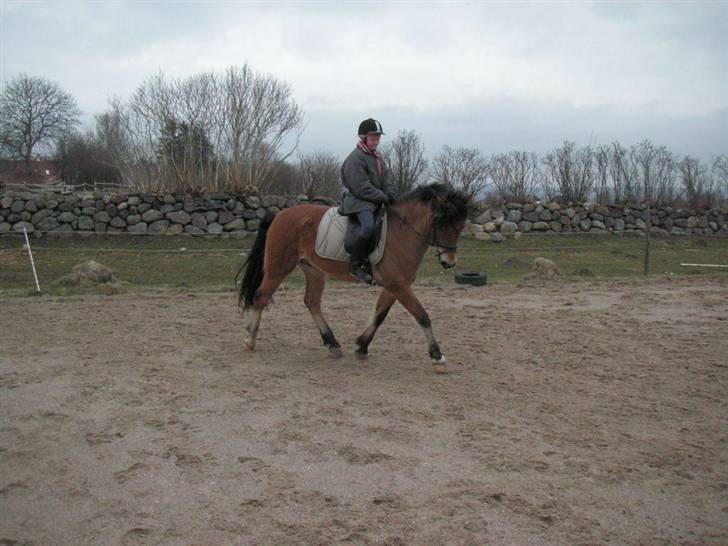 New Forest Strandagers Marchal - Amalie rider ham billede 6