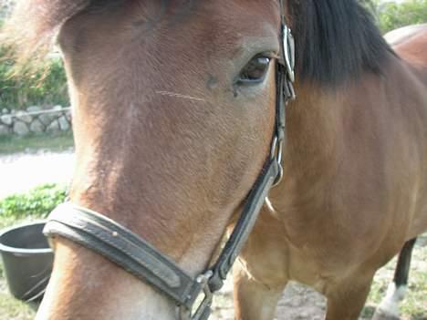 New Forest Strandagers Marchal billede 7