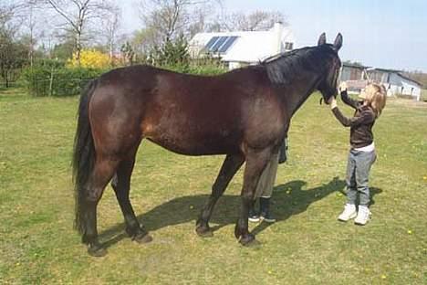 Traver Ginger magnum *'solgt** - ER HUN IKKE BARE SMUK billede 14