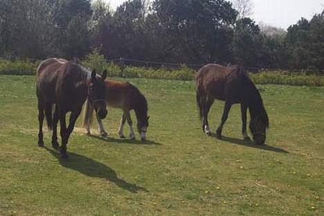 Traver Ginger magnum *'solgt** - De heste  ginger går sammen med. ginger og den lille  er min billede 15