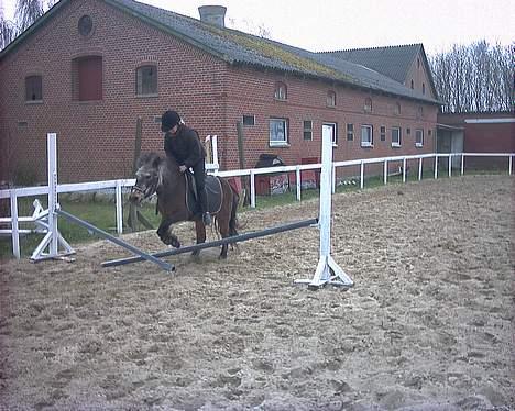 Shetlænder Lotte - D. 23 April 2007- Lotte er stadig i hopla:-) billede 8