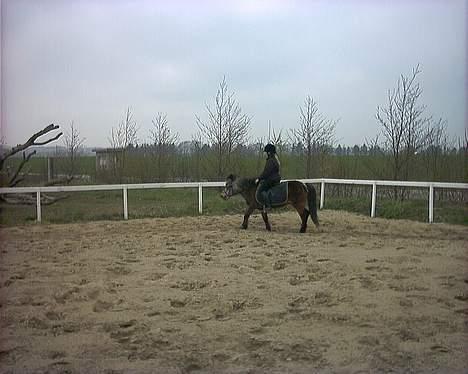 Shetlænder Lotte - Lotte D. 23 April 2007 billede 9