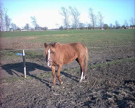 Anden særlig race Larsmindes Landia RIP billede 6
