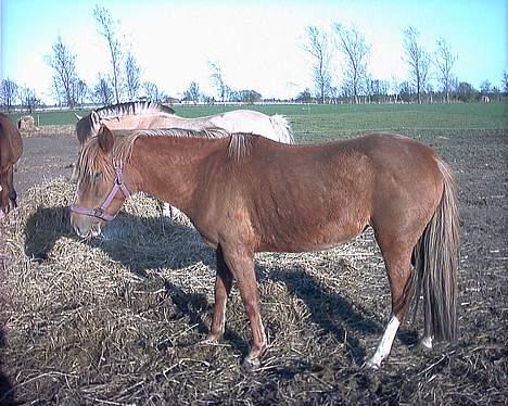 Anden særlig race Larsmindes Landia RIP billede 7