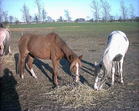 Anden særlig race Larsmindes Landia RIP billede 8
