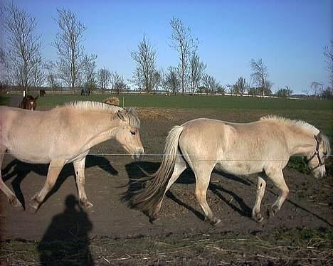 Fjordhest Baksmindes Victoria - Victoria med Kaia på folden (Victoria er den uden grime) billede 6
