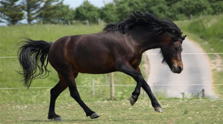 Dartmoor Beauty Star Rice  - Jeg har ikke kun blære trav :p - galopen er også på plads ;o) billede 14