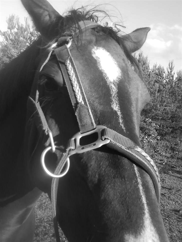 Oldenborg Katcha - Smukt Hest.. billede 15