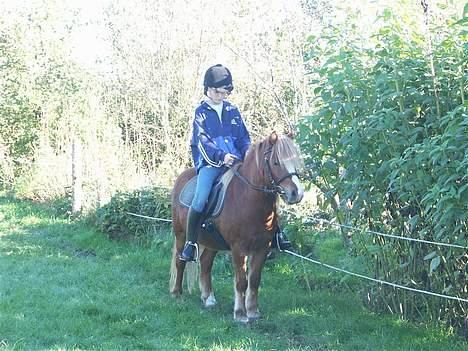 Anden særlig race Stebbi - Ride ride ranke ! billede 14