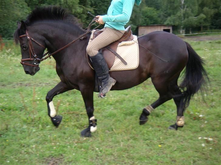 Anden særlig race Beauty  - I trav, min smukke pony :D billede 19