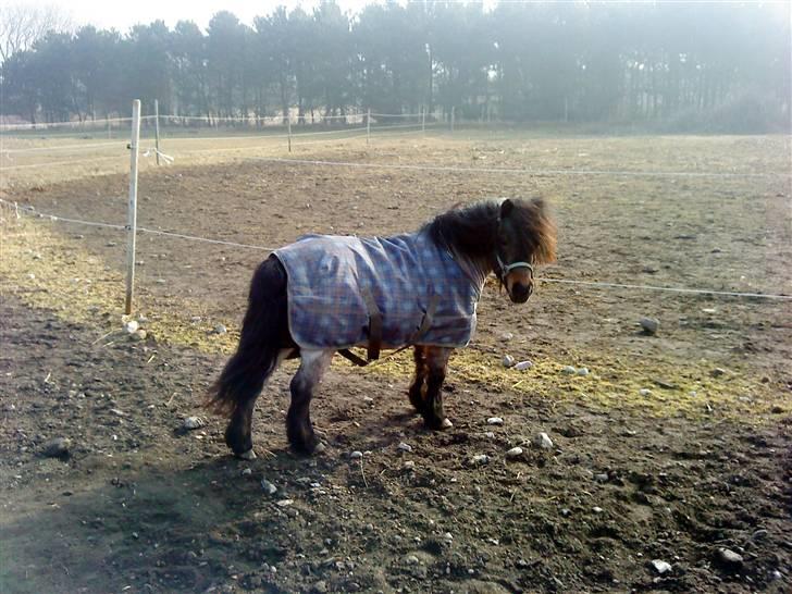 Shetlænder † Bakkegårdens Faster † - 24/3 10: Den skønne Faster billede 3