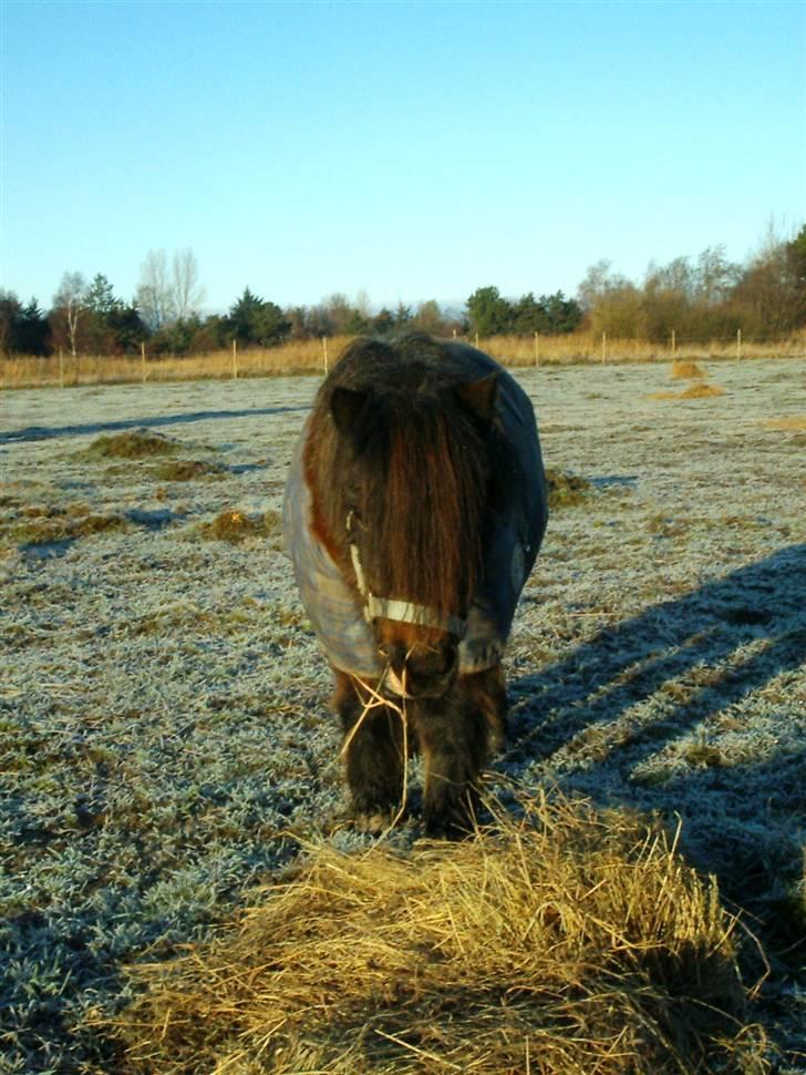 Shetlænder † Bakkegårdens Faster † - den 14/12 09: En vinter-Faster:-D billede 6