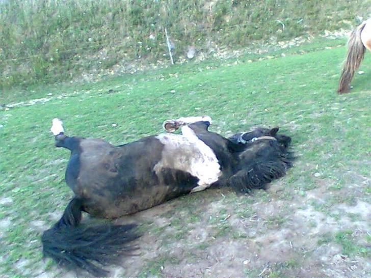 Pinto Blackie - Jagtponyen - Even a idiot knows how to do it good billede 15