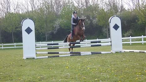 New Forest Firfod Fætter BR solgt billede 14