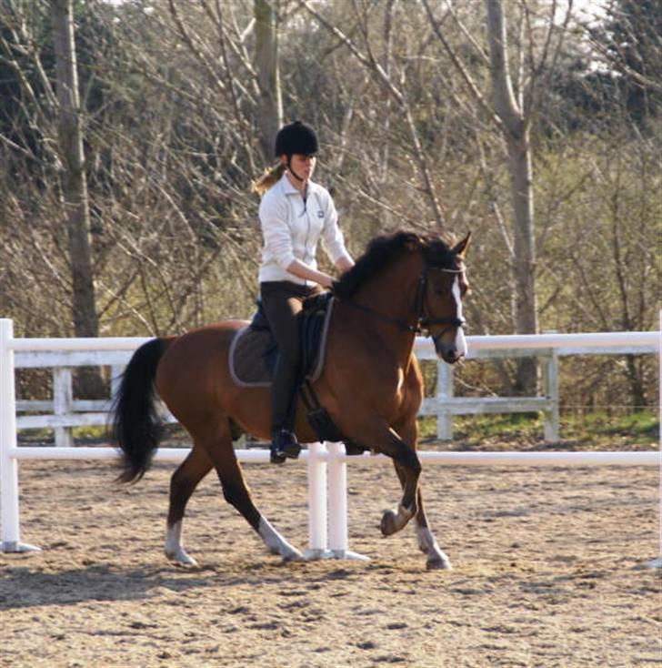 New Forest Firfod Fætter BR solgt billede 16