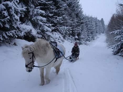 Anden særlig race Don Felix - på juletur billede 2