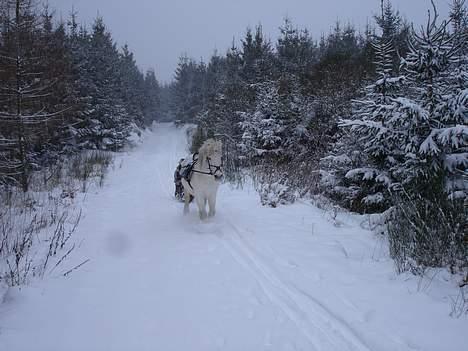 Anden særlig race Don Felix - på juletur billede 3