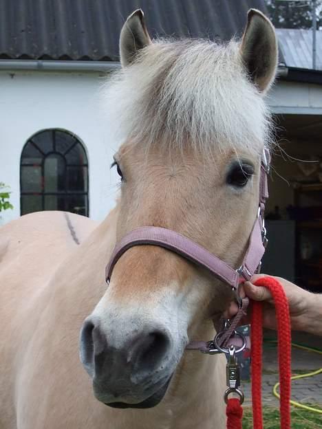 Fjordhest Julie Sejr - julie ser på misser billede 1