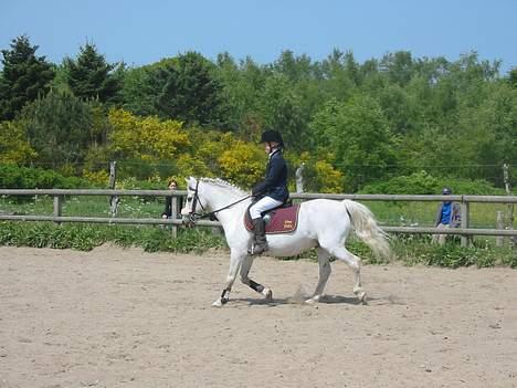 Anden særlig race Don Felix - skørping stævne 2004 billede 4