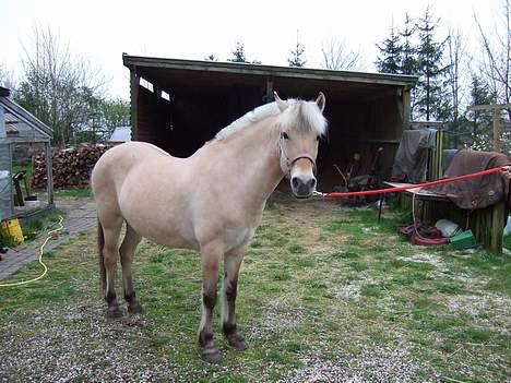 Fjordhest Julie Sejr - julie ser lidt på sin nye ejer billede 2