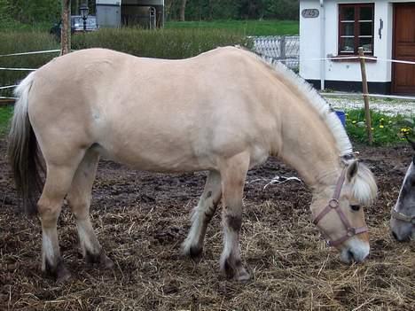 Fjordhest Julie Sejr - julie og capitto spiser hø sammen billede 3