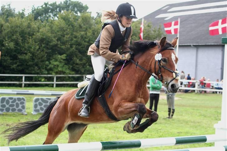 Anden særlig race Nielsen's Little Star  - Fyensmesterskab 2007.  billede 1