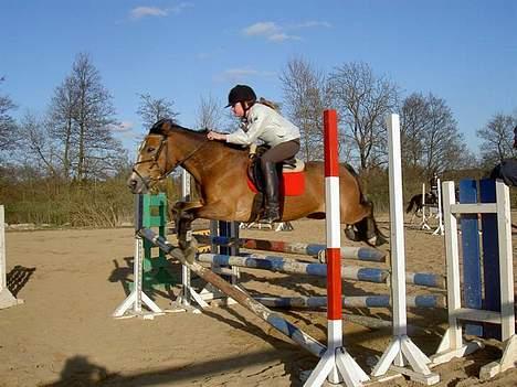 Anden særlig race Nielsen's Little Star  - Springtræning på SVR. Ponyen er i hopla (-; billede 3