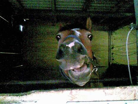 Anden særlig race Nielsen's Little Star  - Star om morgenen (-; billede 5