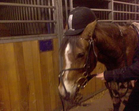 Anden særlig race Nielsen's Little Star  - Fjolle-tid i stalden.  billede 6