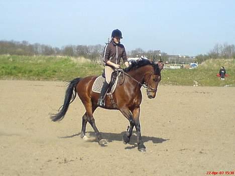 Oldenborg Jeppe af Østerholm (SOLGT billede 3