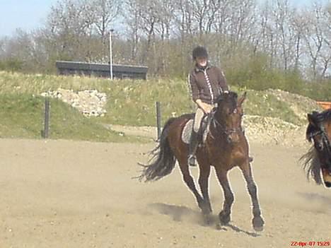 Oldenborg Jeppe af Østerholm (SOLGT billede 4