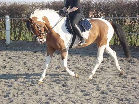 Pinto Lamborghini * SOLGT* - Taget af Annemette Dahl billede 9