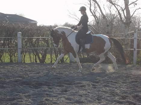 Pinto Lamborghini * SOLGT* - Taget af Annemette Dahl billede 10