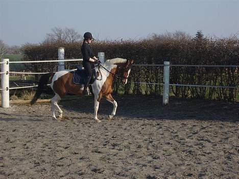 Pinto Lamborghini * SOLGT* - Taget af Annemette Dahl billede 11