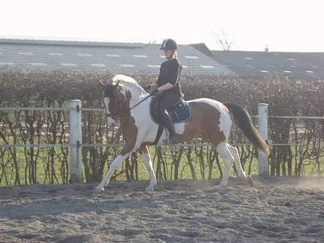 Pinto Lamborghini * SOLGT* - Taget af Annemette Dahl billede 13