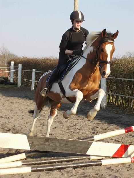 Pinto Lamborghini * SOLGT* - Taget af Annemette Dahl billede 14