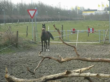 Trakehner MagicWunder - solgt billede 13