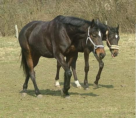 Trakehner MagicWunder - solgt billede 14