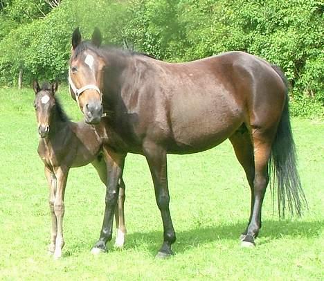 Trakehner MagicWunder - solgt billede 15