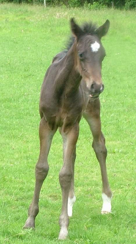 Trakehner MagicWunder - solgt billede 16