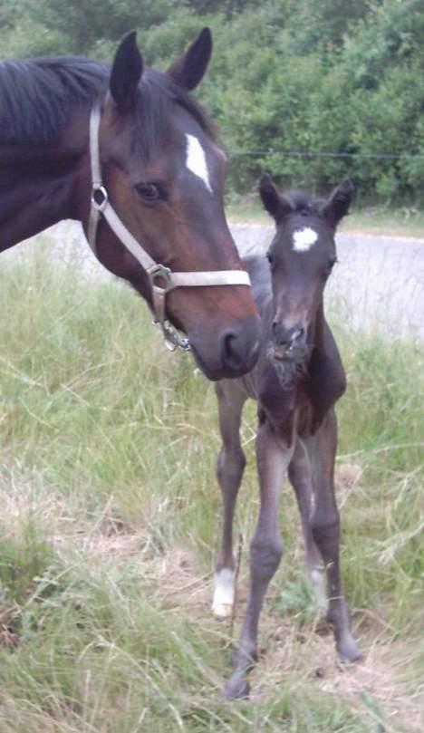 Trakehner MagicWunder - solgt billede 17
