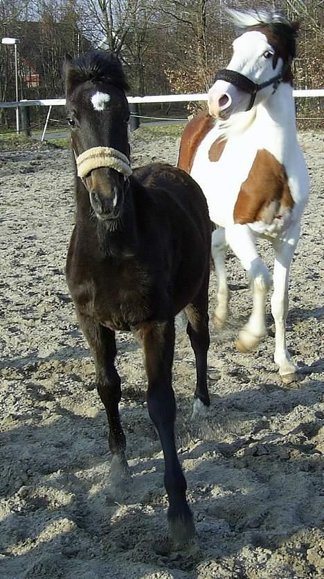 Trakehner MagicWunder - solgt billede 18