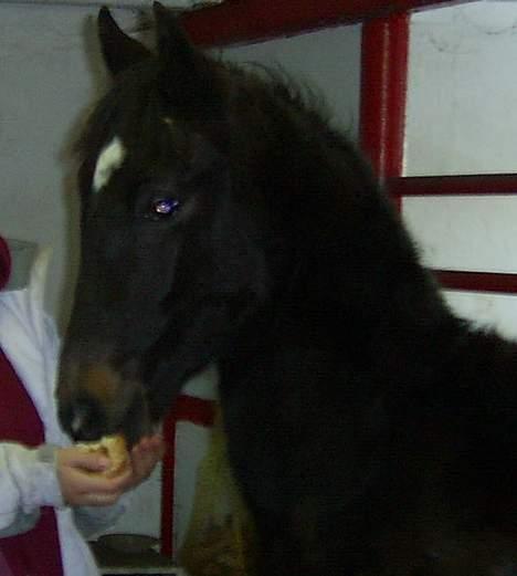 Trakehner MagicWunder - solgt billede 19