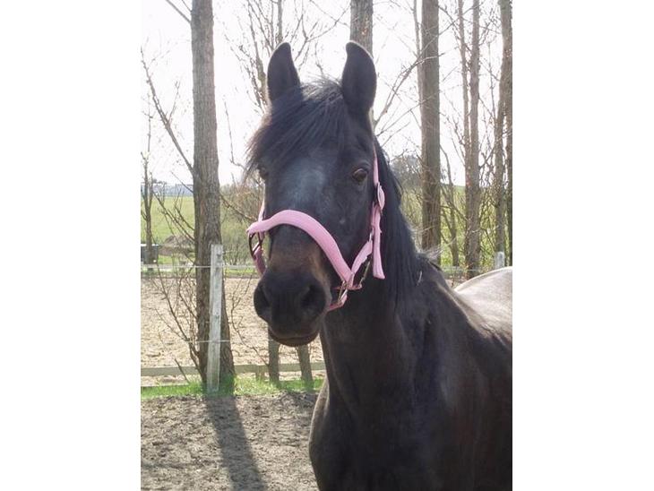 {{currentPhoto.altText}} billede {{currentPhoto.number}}